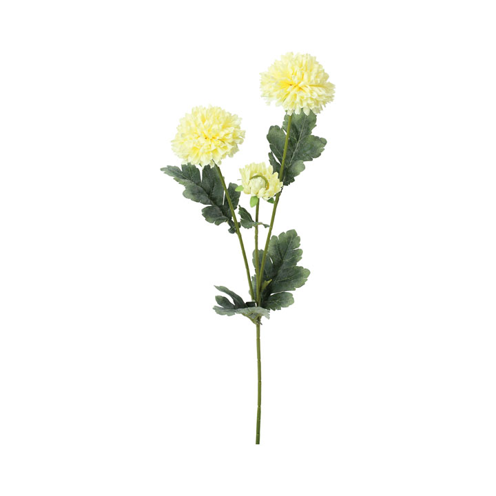 アスタースプレー