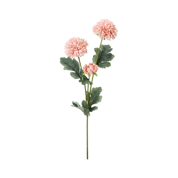 アスタースプレー