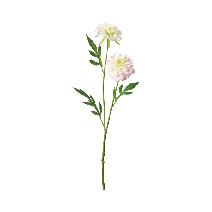 フリルラナンキュラススプレー