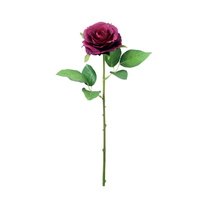 サンディーローズ