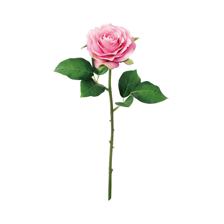 サンディーローズ