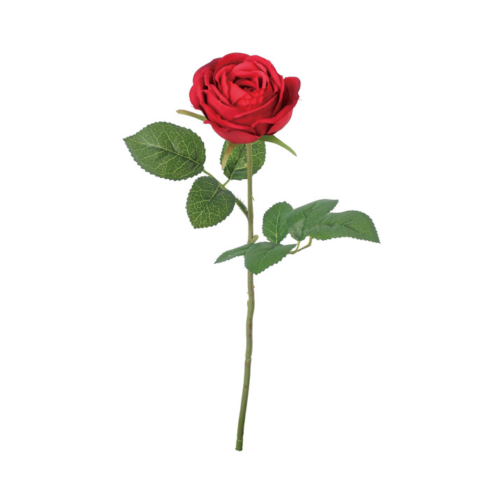 シングルガーデンローズ