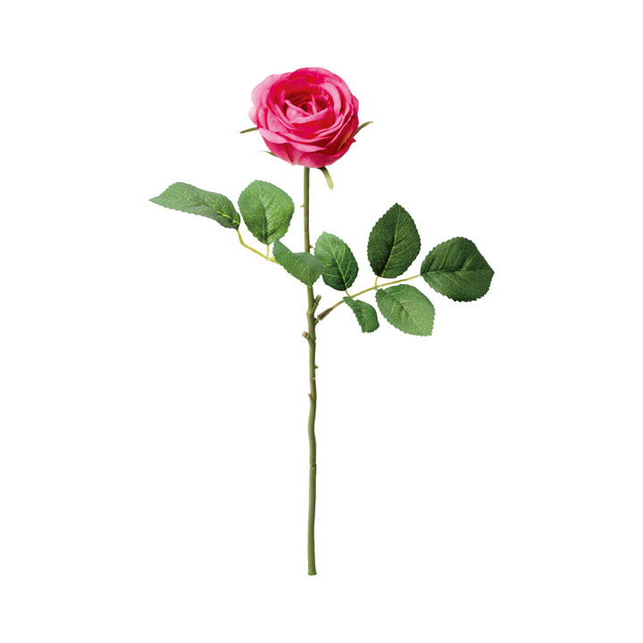 シングルガーデンローズ