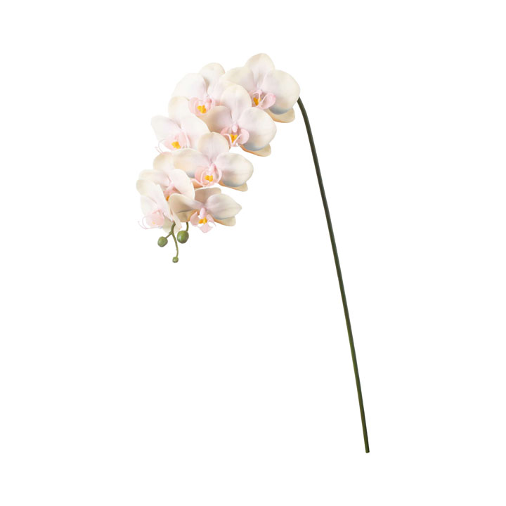 セレスティアオーキッド