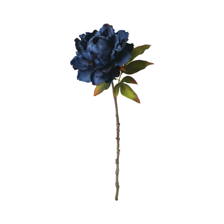 セレスティアシングルピオニー