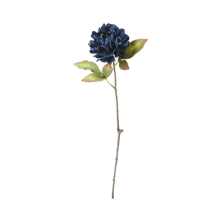 セレスティアシングルダリア