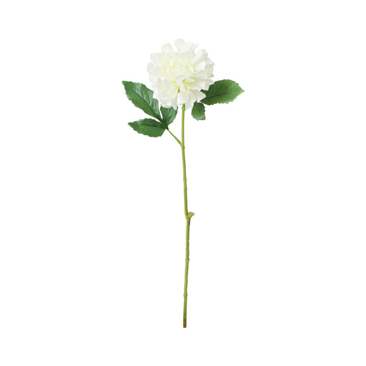 ブライトシングルダリア