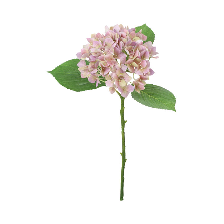 シャルマンハイドレンジア