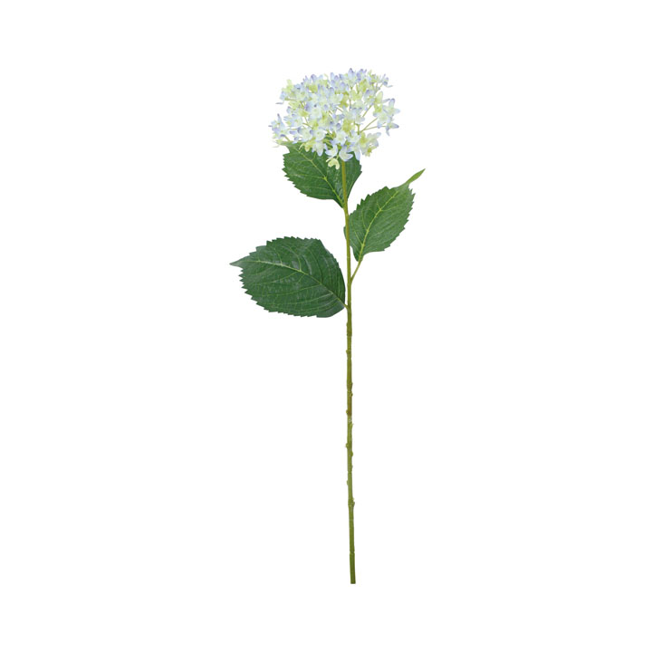 コンペイトウアジサイ