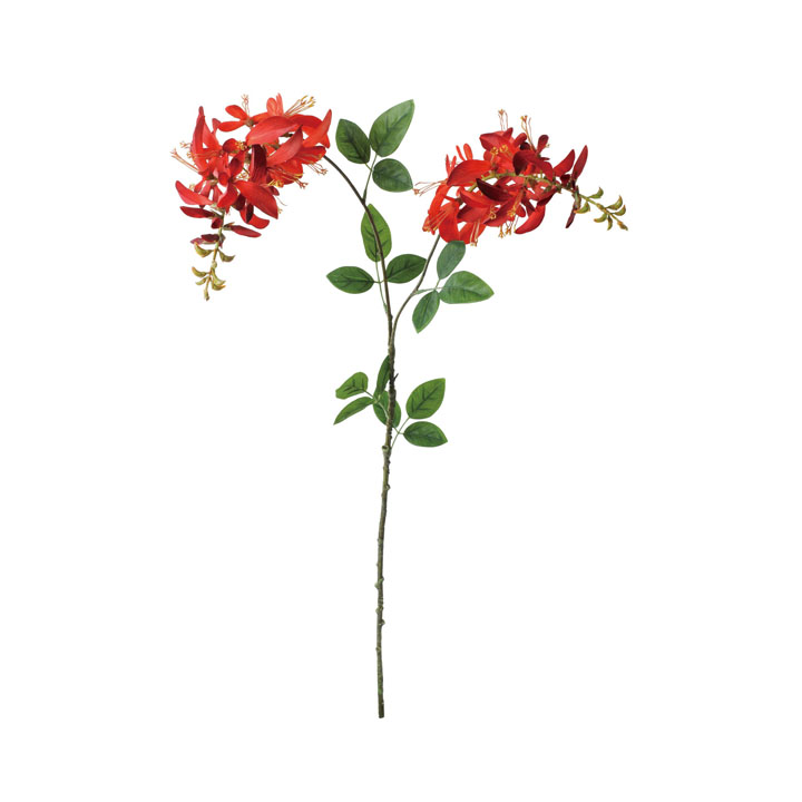 エリスリナブランチ