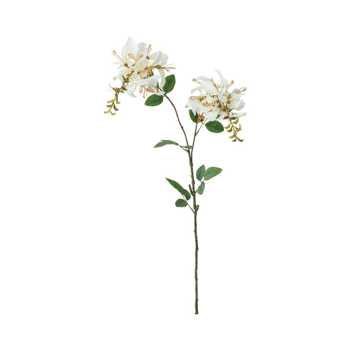 エリスリナブランチ