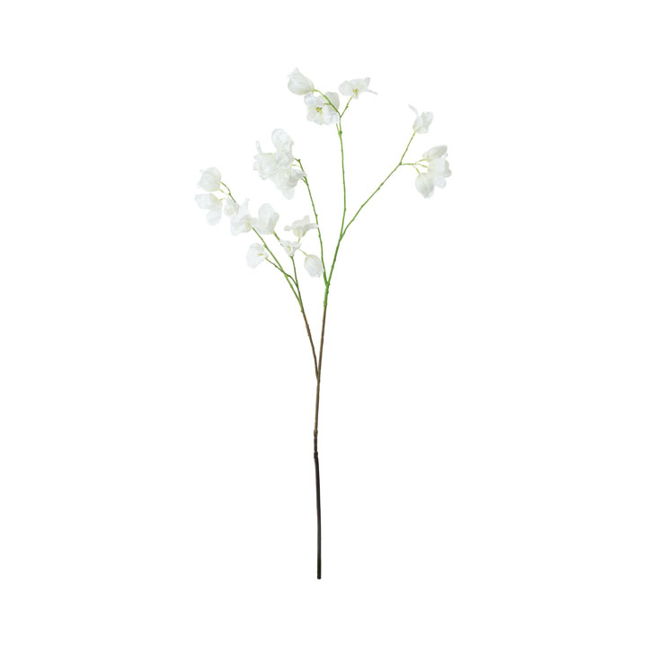 サンデリアーナブランチ