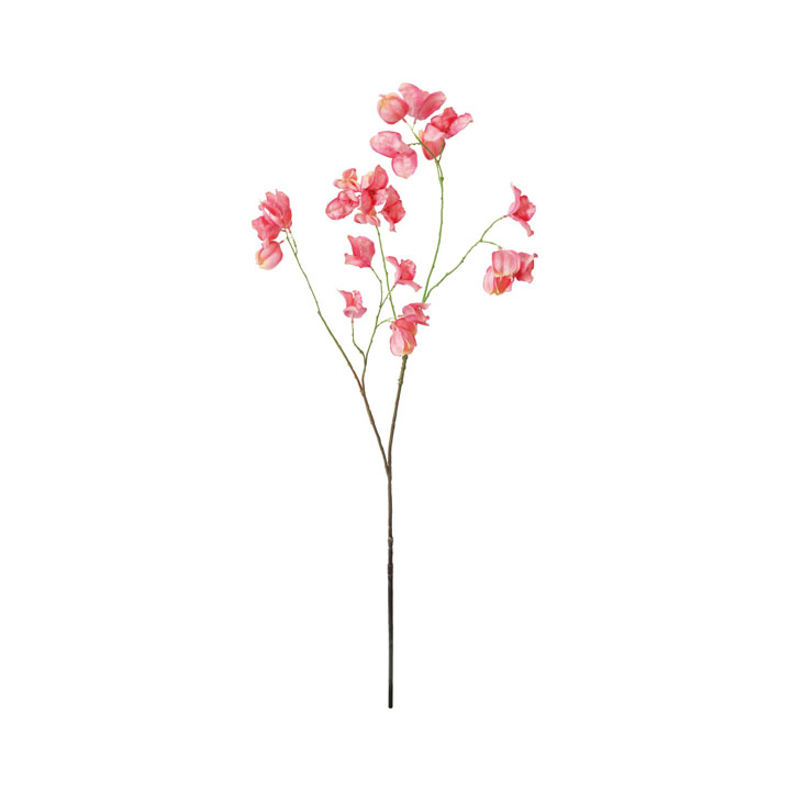 サンデリアーナブランチ