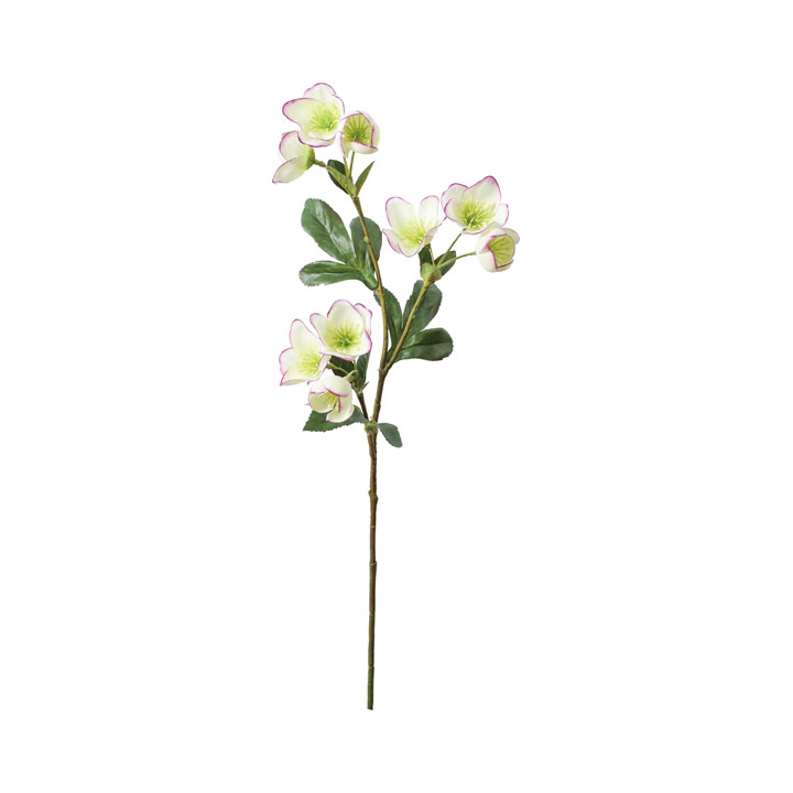 ミニクリスマスローズスプレー