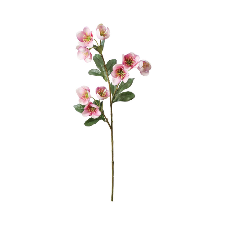 ミニクリスマスローズスプレー