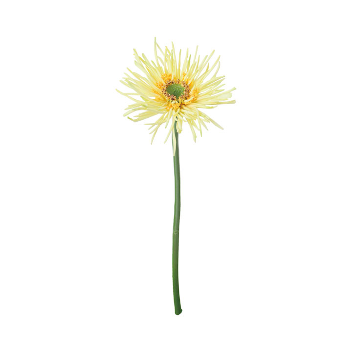 スパイダーガーベラ