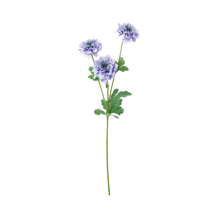 アネモネコロナリア