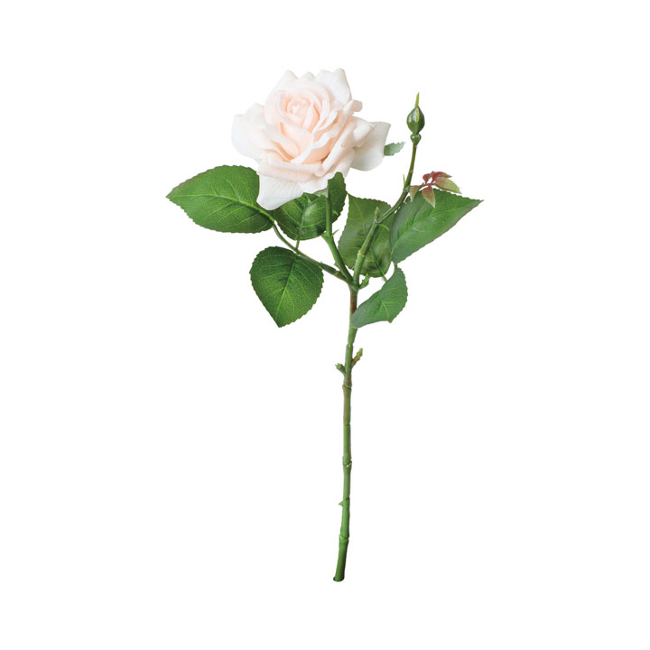 コンラッドローズ