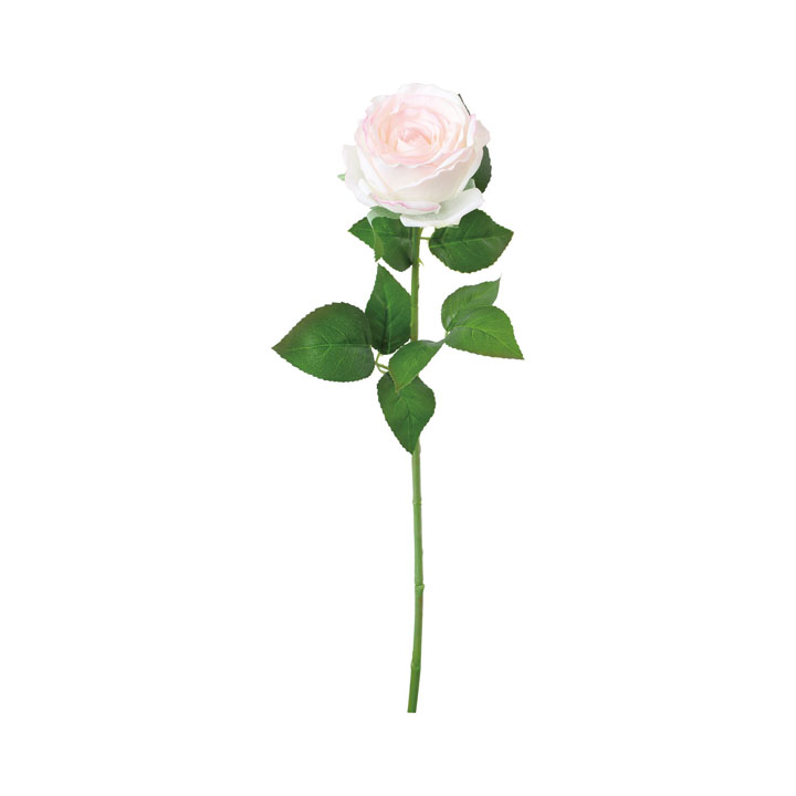 ジョセフィンローズ