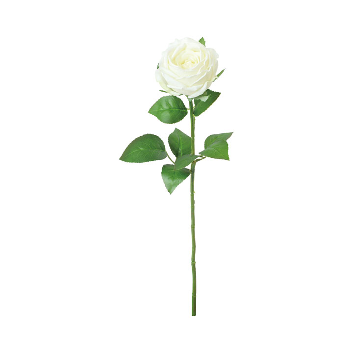 ジョセフィンローズ