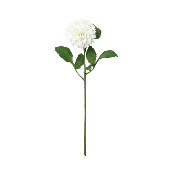 リッチシングルダリア