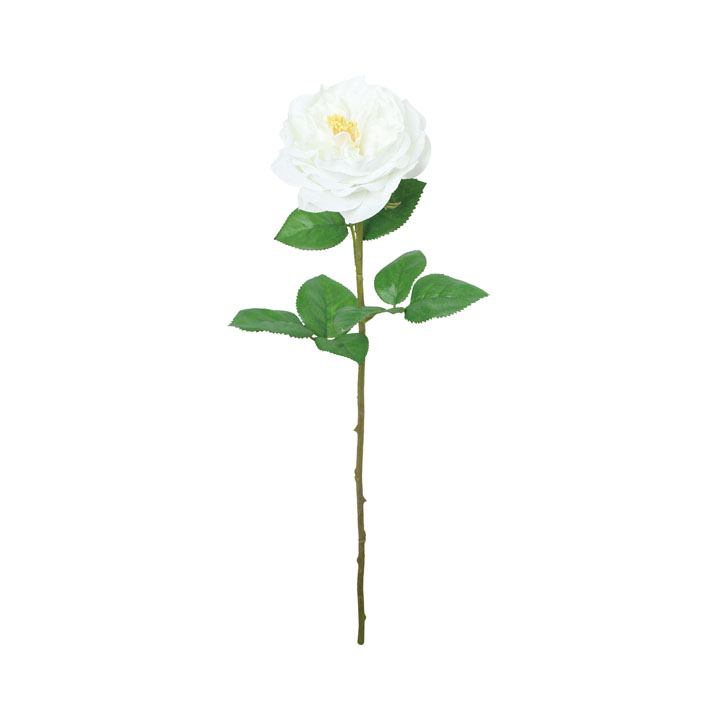 シャーメインローズ