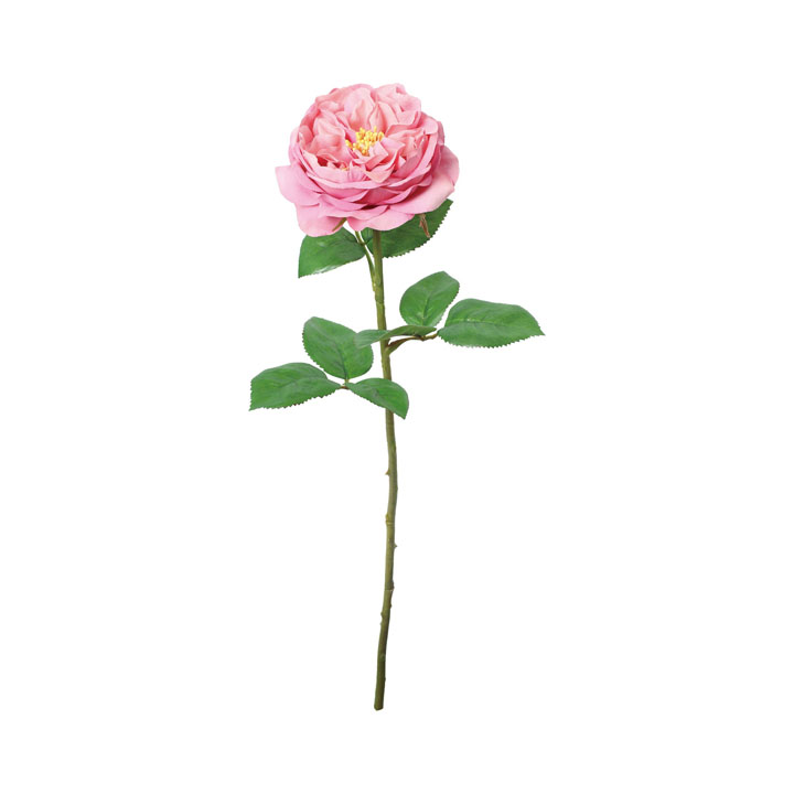 シャーメインローズ