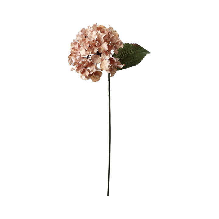 セピアハイドレンジア