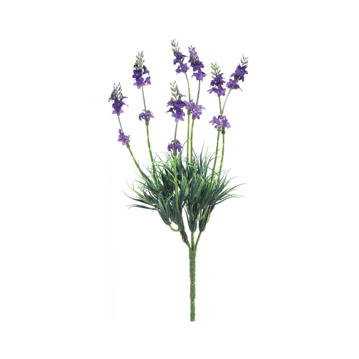 ラベンダーブッシュ