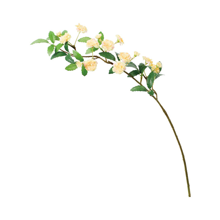 モッコウバラスプレー