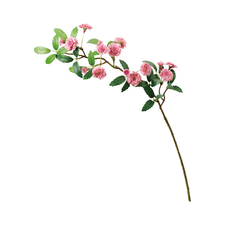 モッコウバラスプレー