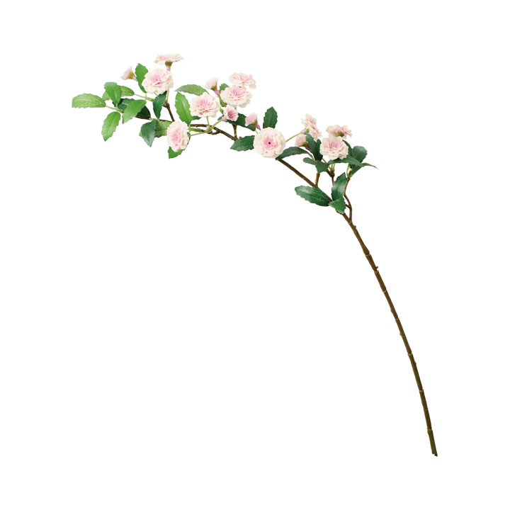 モッコウバラスプレー