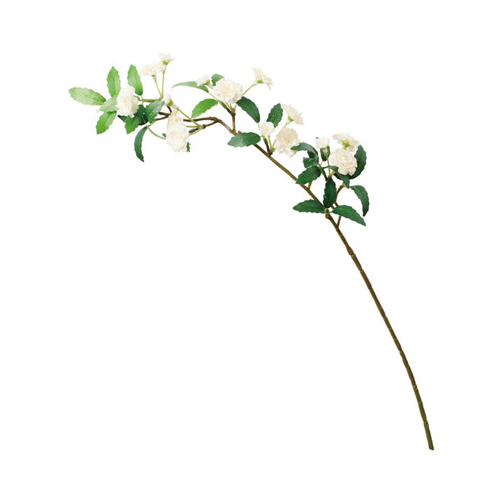 モッコウバラスプレー