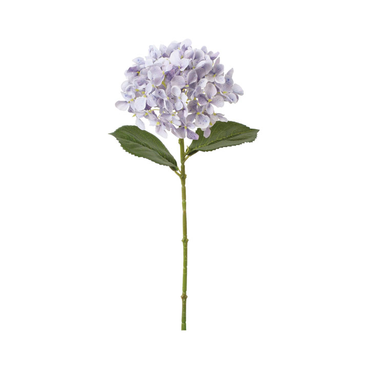 フレッシュハイドレンジア