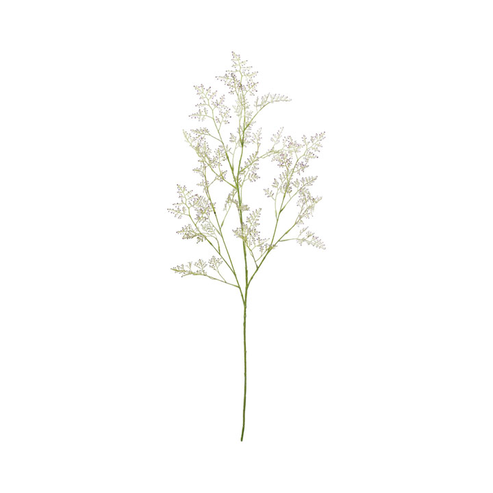 リモニウムブランチ