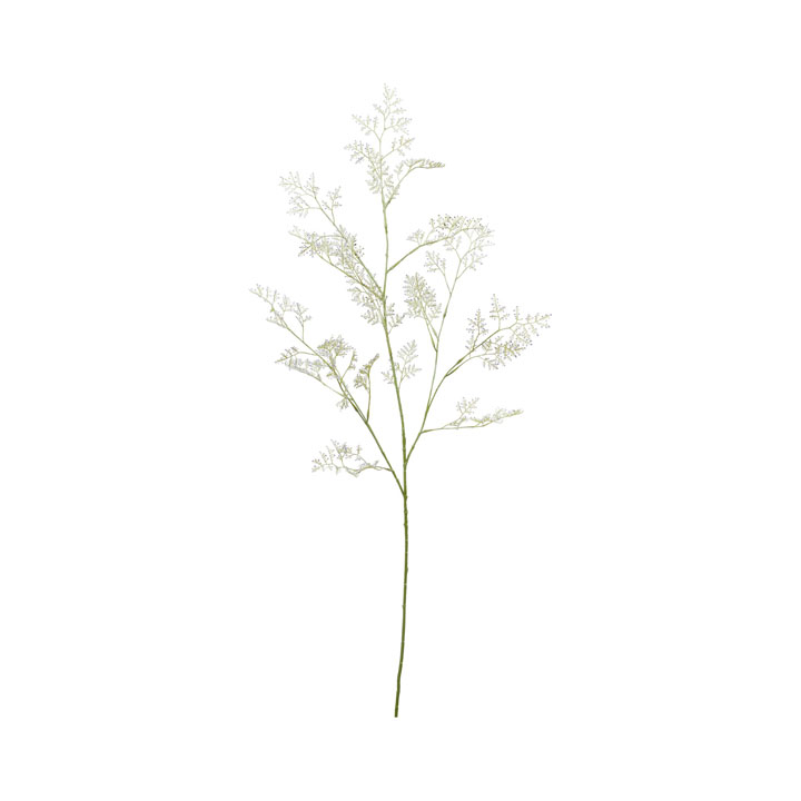 リモニウムブランチ