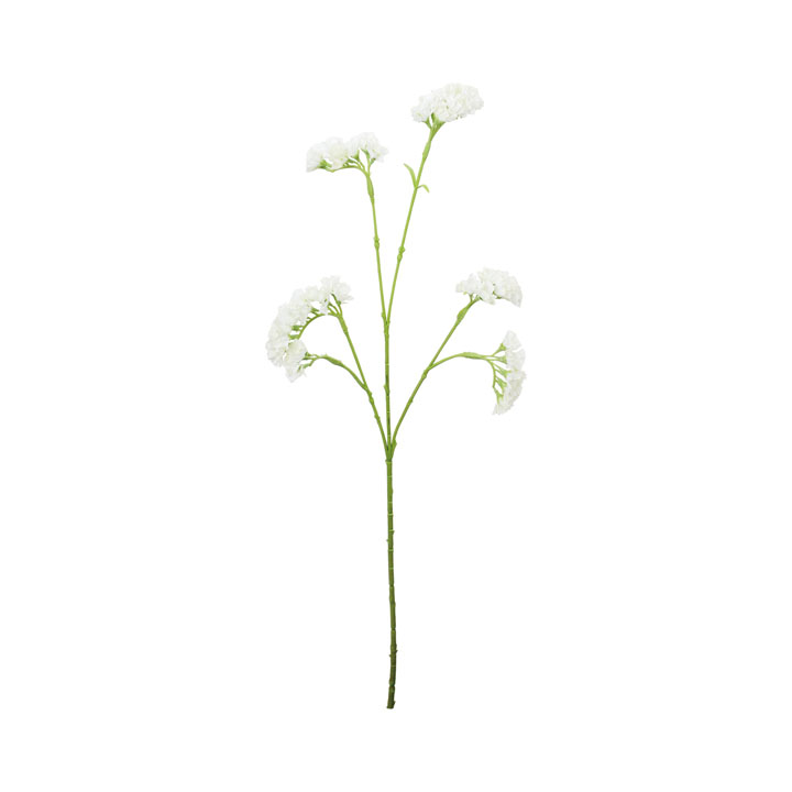 スターチスシヌアータ