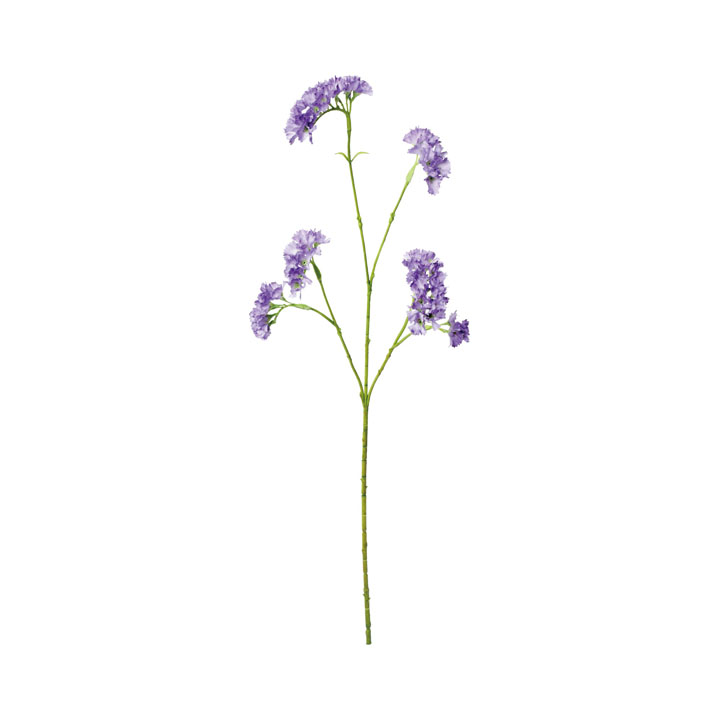 スターチスシヌアータ