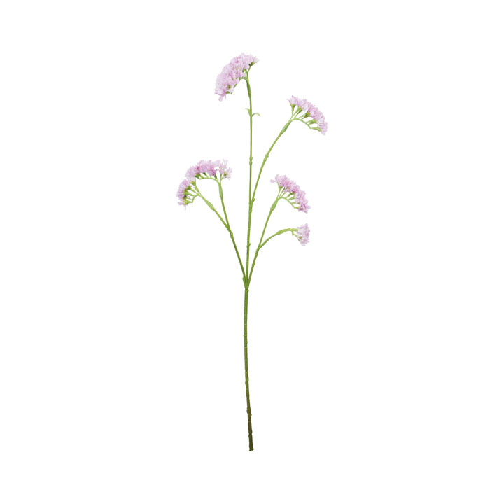 スターチスシヌアータ