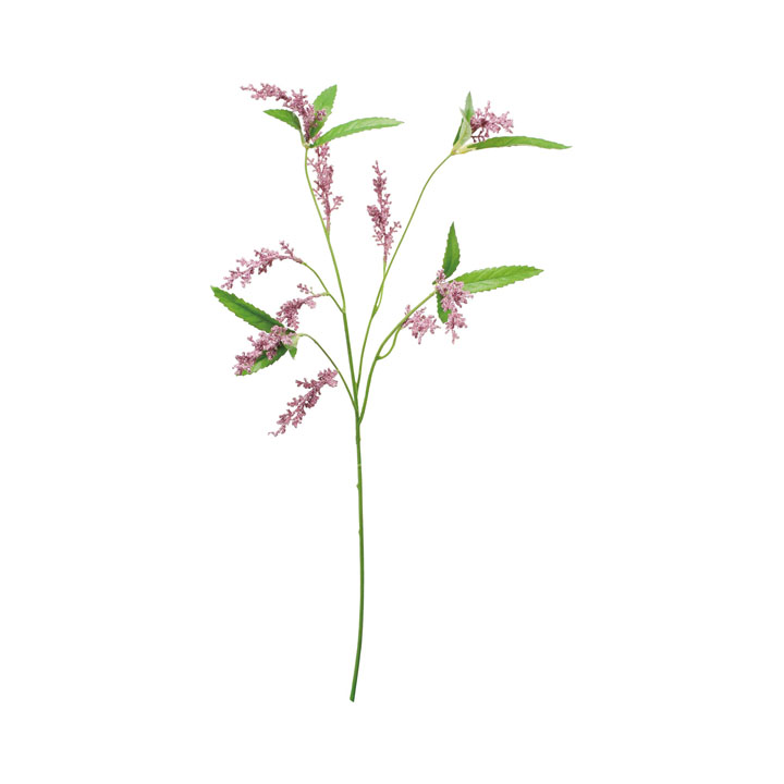 ベロニカスプレー