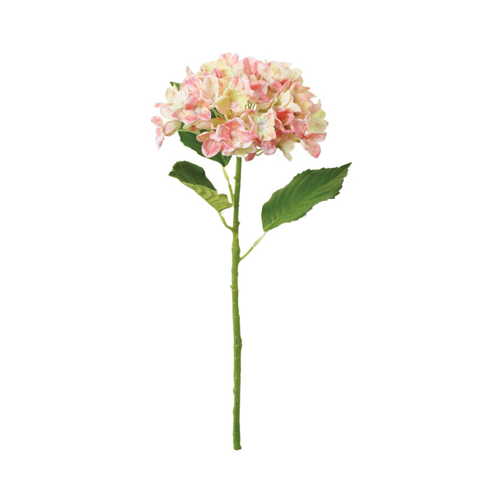 パステルミックスハイドレンジア