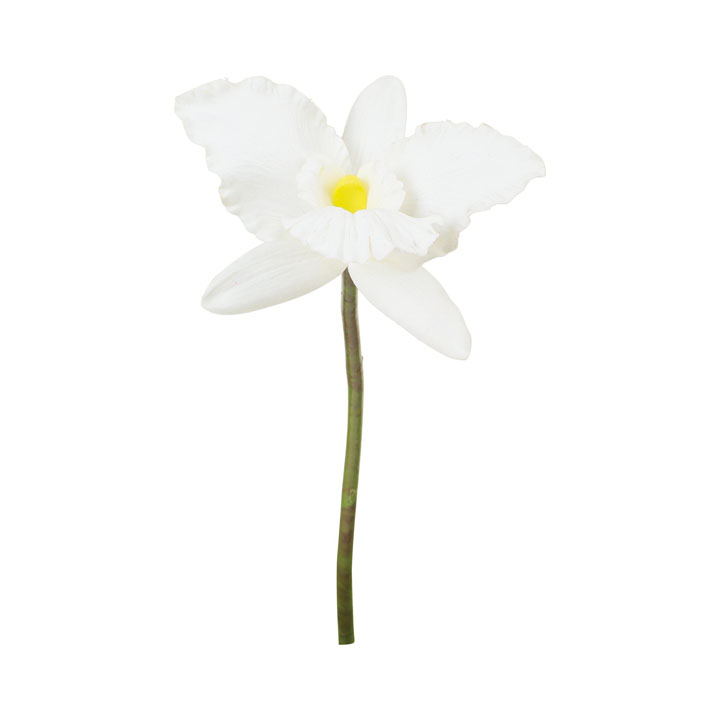 カトレアショート